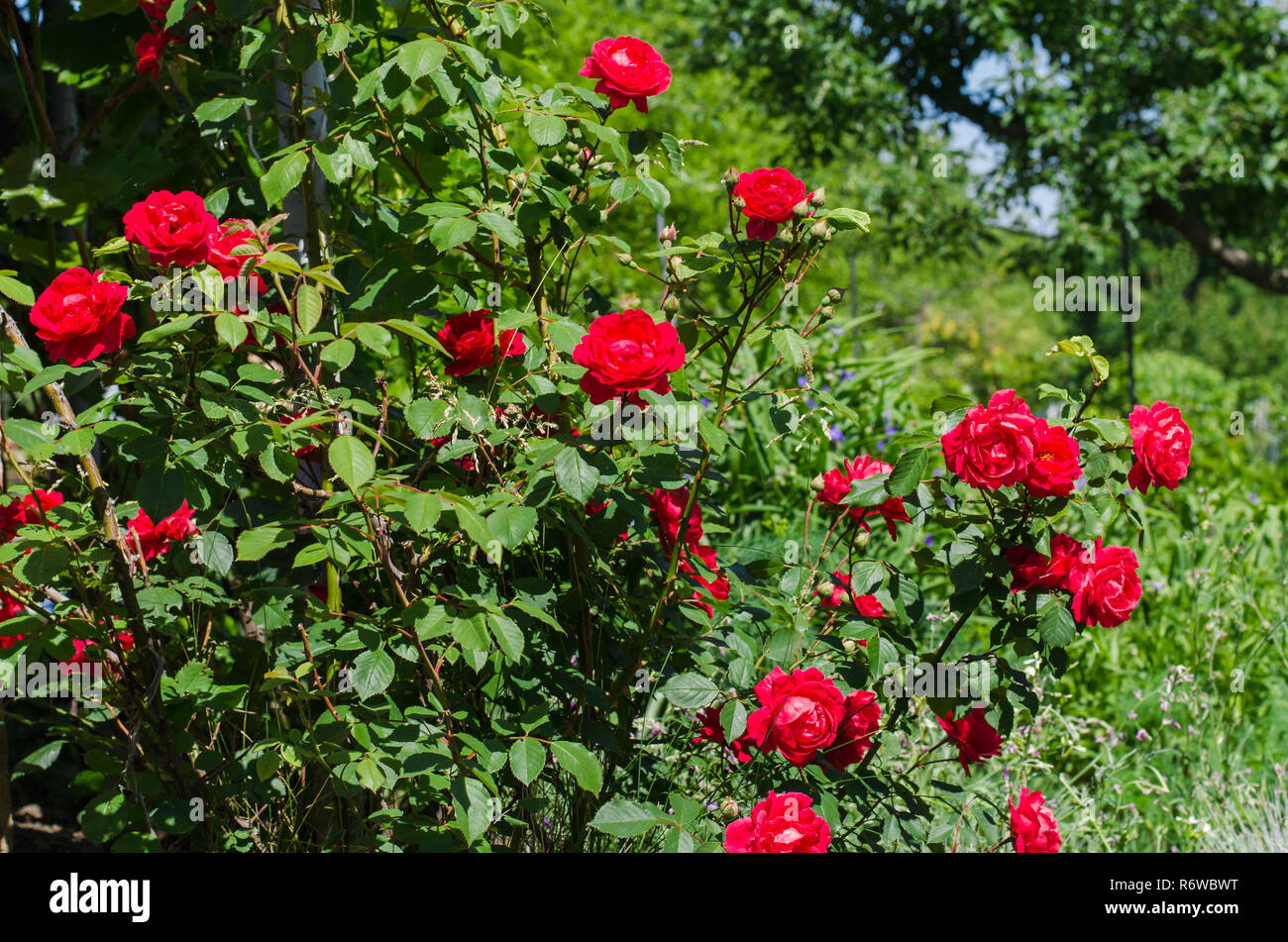 Fioritura red rose rampicanti in giardino Foto Stock