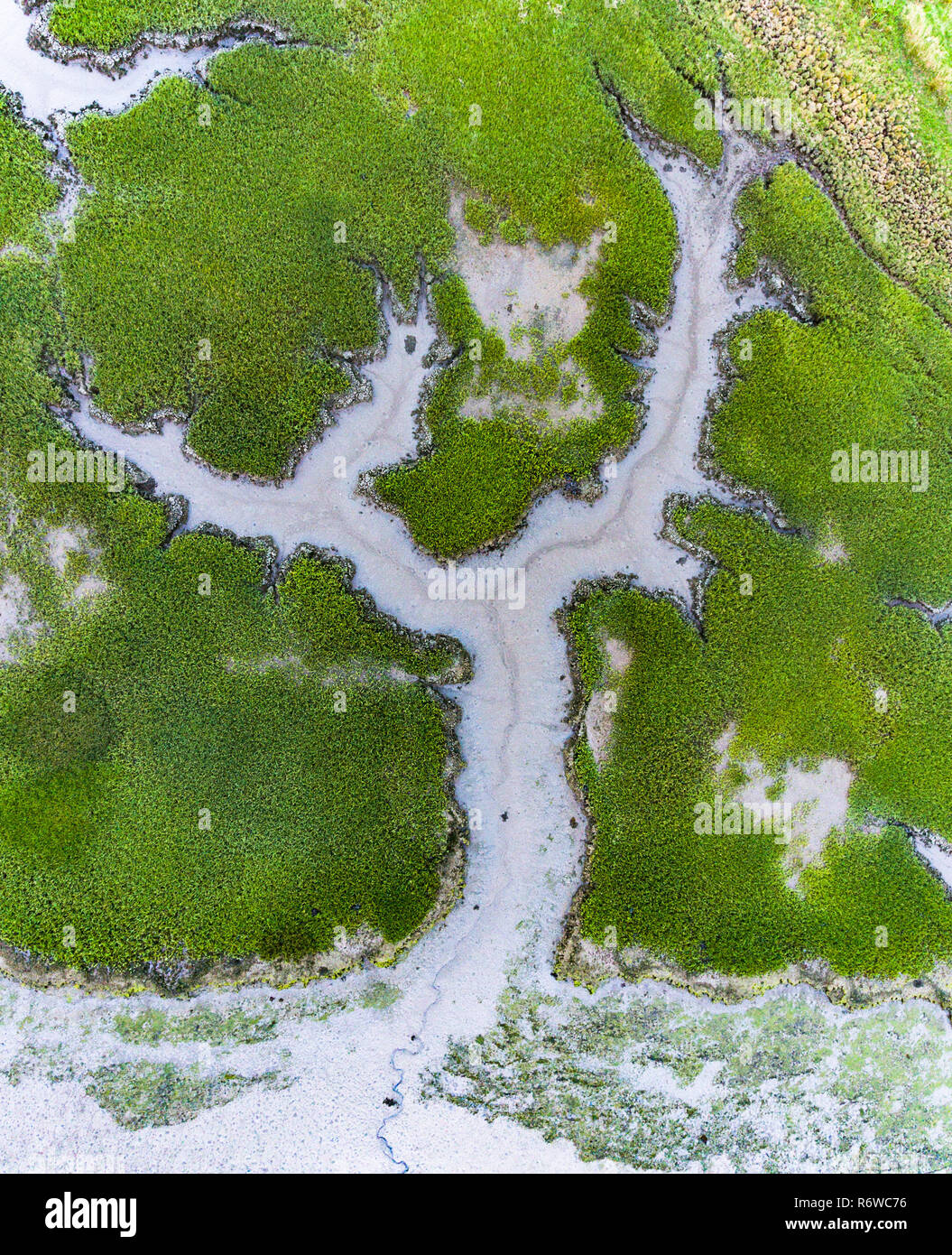 Vista aerea del lussureggiante verde delle zone umide costiere Foto Stock