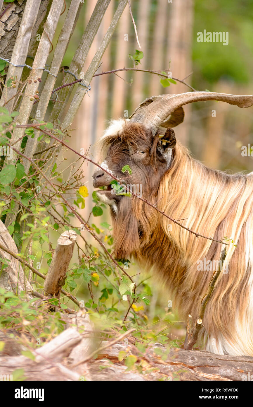 Capre sono a mangiare le foglie in una foresta Foto Stock