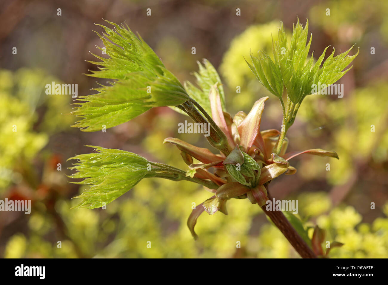 Leaf sparare in Norvegia maple Acer platanoides Foto Stock