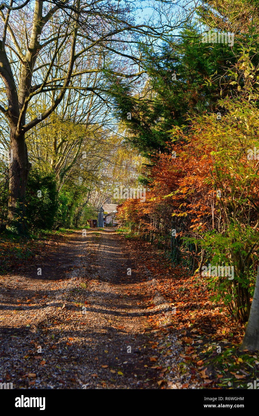 Quartiere di Newmarket, Regno Unito. I colori autunnali, giardini, foglie, alberi, meteo, fiori, Foto Stock