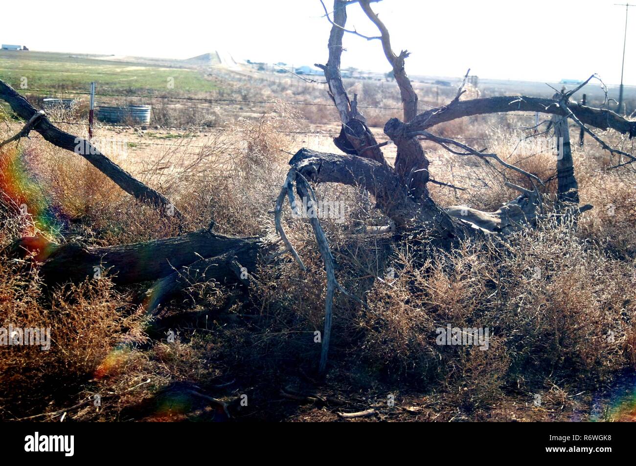 Vecchi log Foto Stock