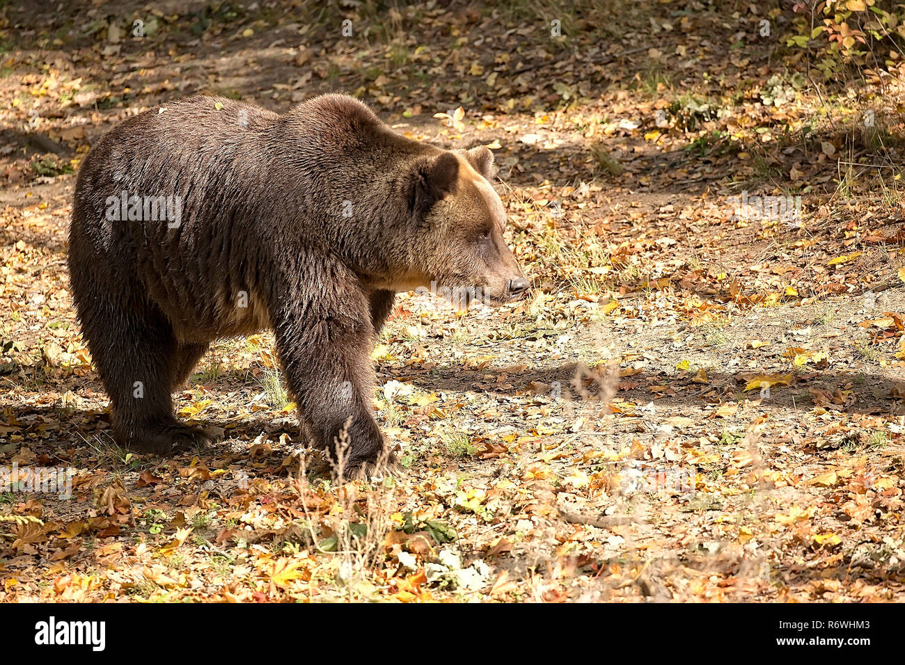 Orso bruno in una radura Foto Stock
