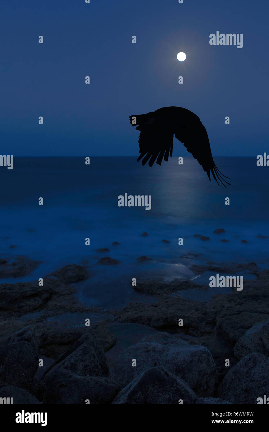 Luna piena oltre oceano Atlantico con silhouette di battenti raven Foto Stock