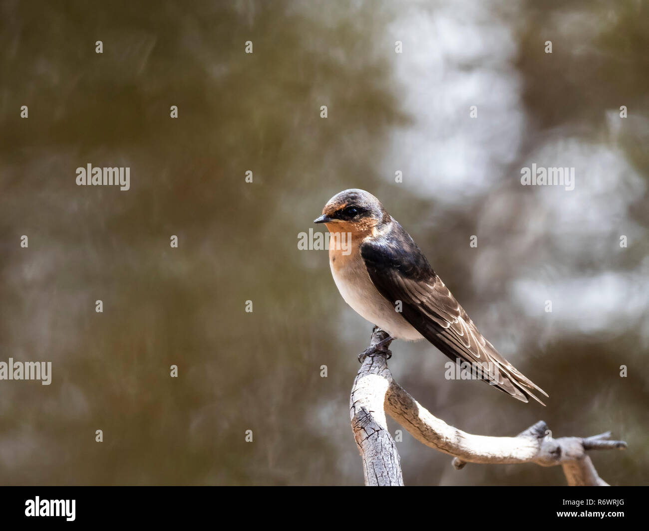 Profilo laterale del piccolo uccello appollaiato su un ramo. Benvenuti Swallow (Hirundo neoxena) gara 'neoxena' Foto Stock