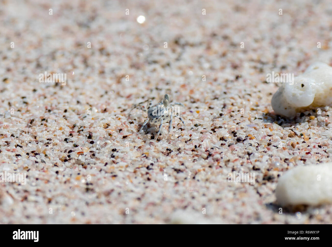 Il Granchio fantasma (Ocypodinae) nella sabbia al suo nido su una spiaggia tropicale in Messico Foto Stock