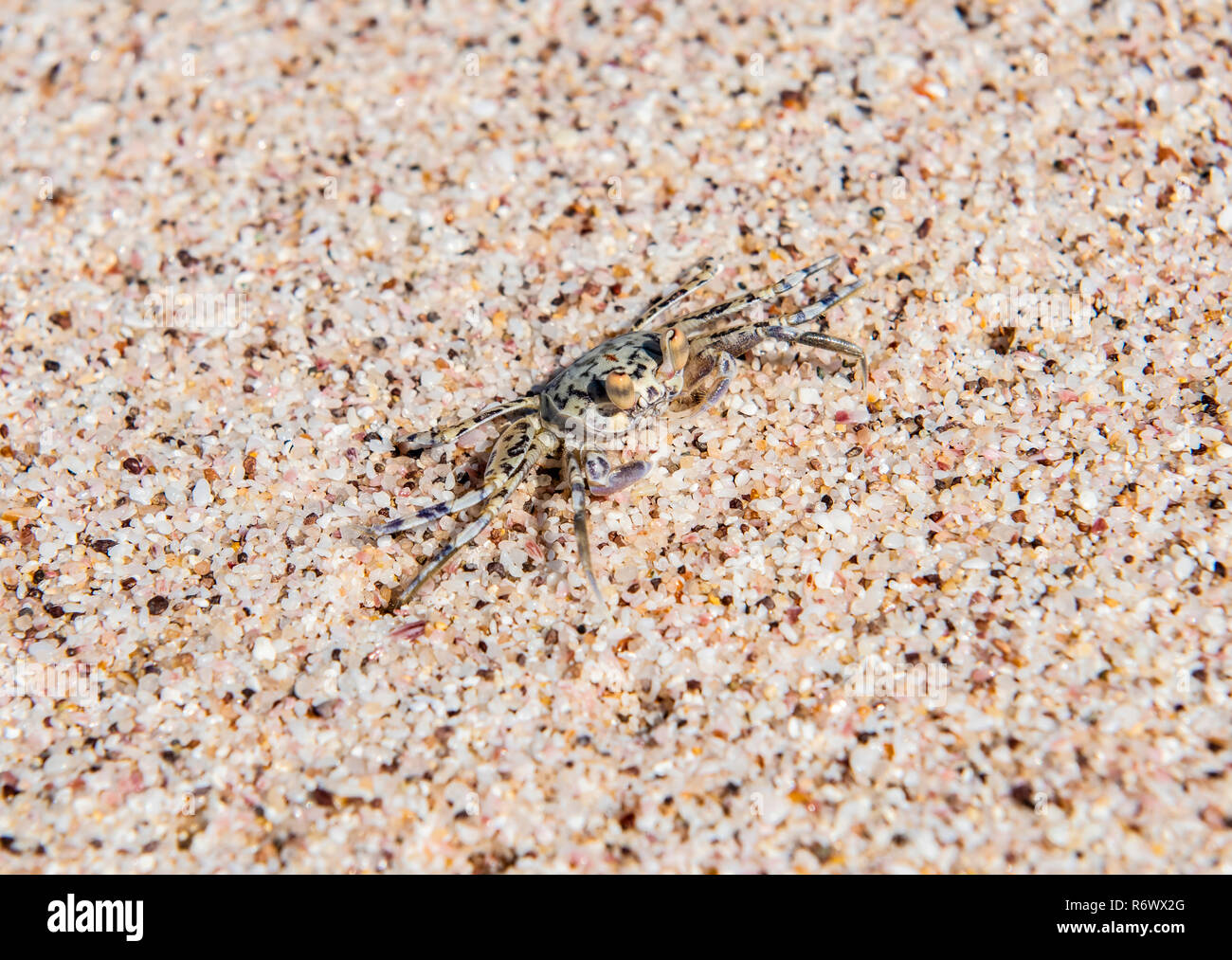 Il Granchio fantasma (Ocypodinae) nella sabbia al suo nido su una spiaggia tropicale in Messico Foto Stock