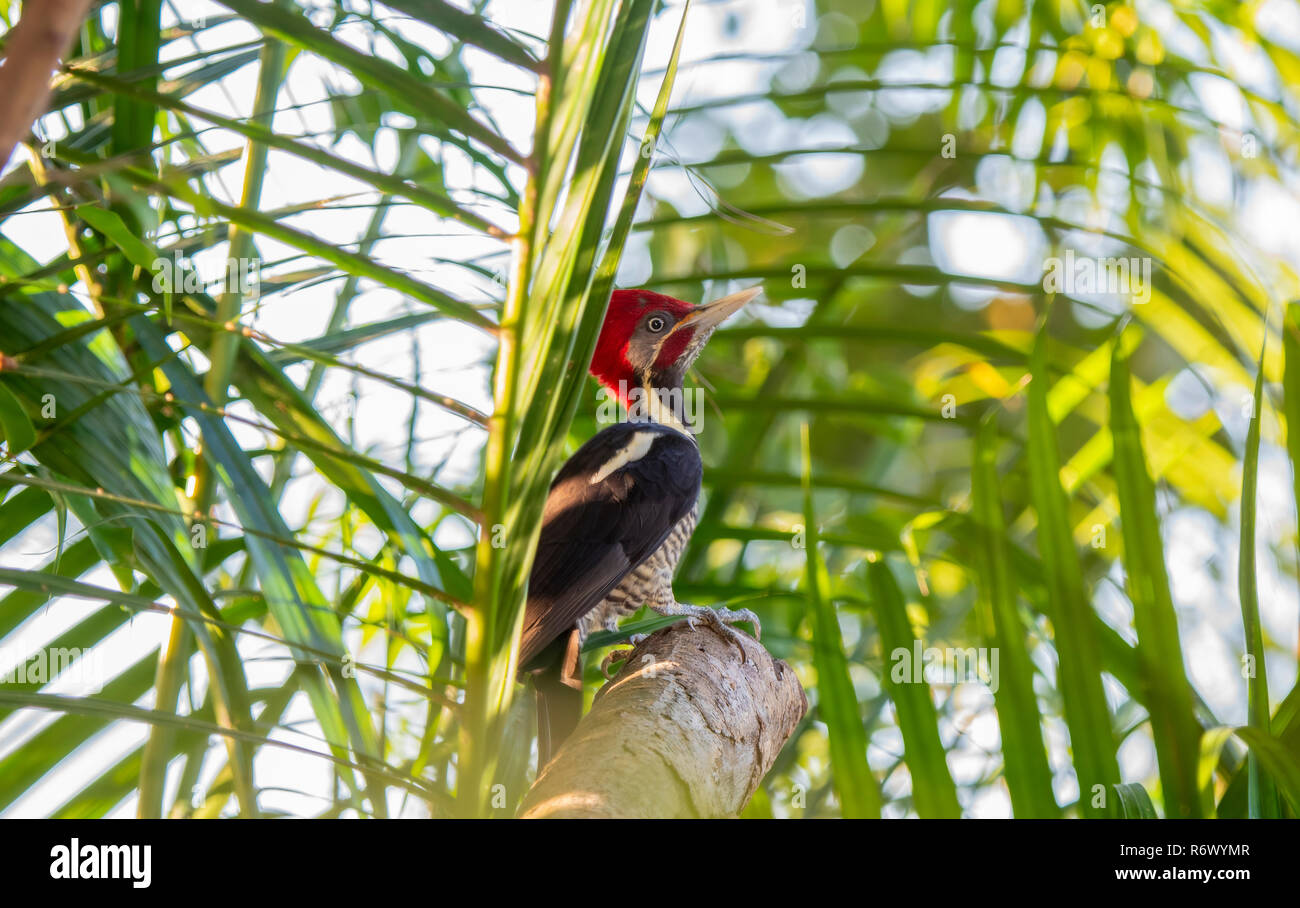 Un rosso brillante Crested maschio Picchio Lineated (Dryocopus pileatus) siede in foglie di palmo in pezzata dalla luce del sole a Punta de Mita, Nayarit, Messico Foto Stock