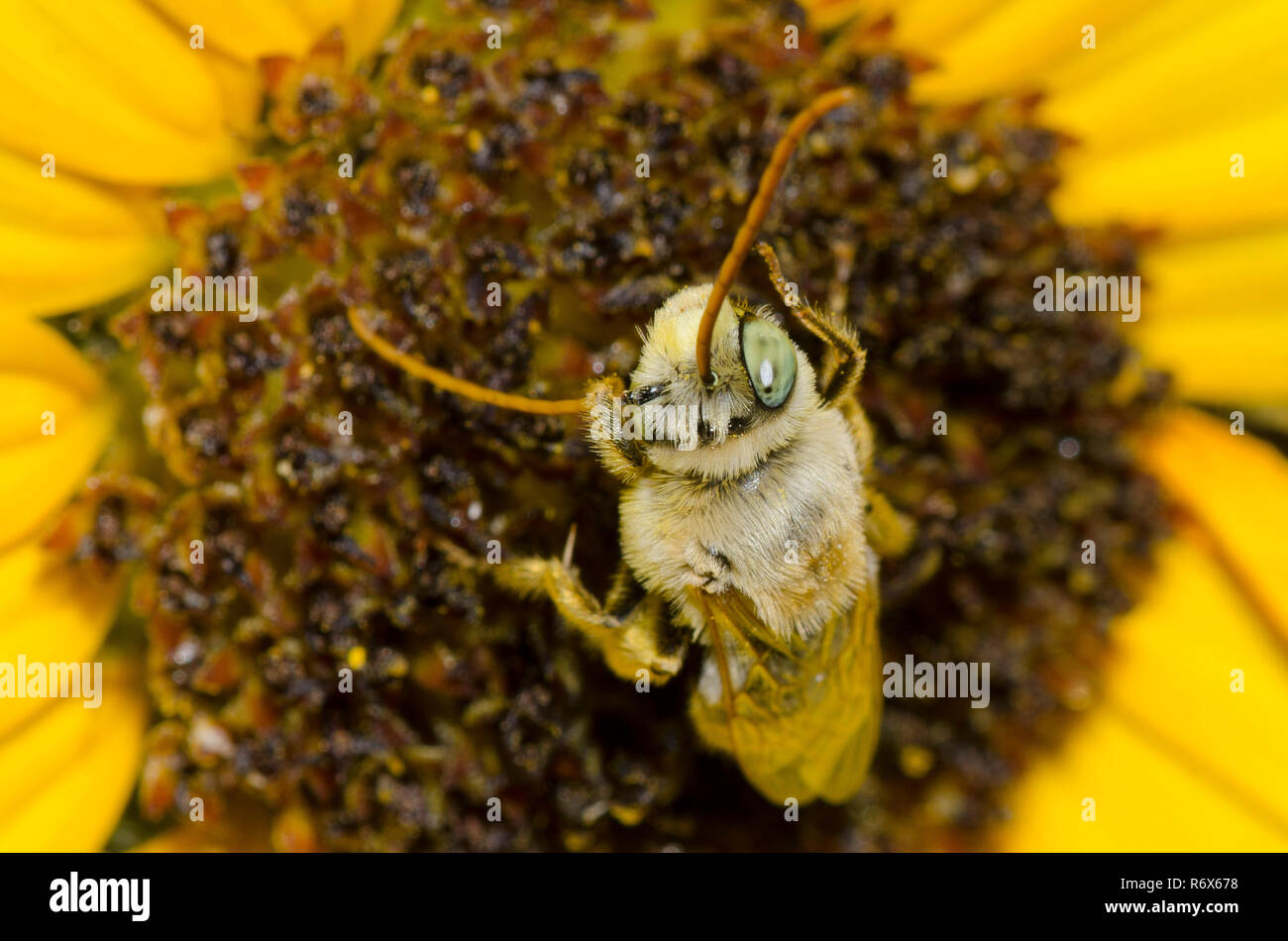 Long-cornuto Bee, Melissodes sp., preening su Ashy, girasole Helianthus mollis Foto Stock