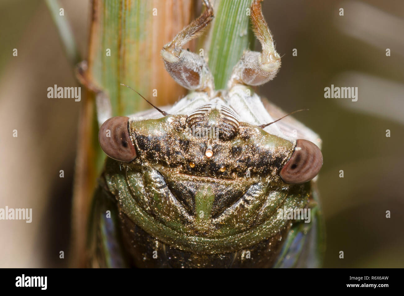Le pianure Dog-giorno Cicala, Neotibicen auriferus Foto Stock