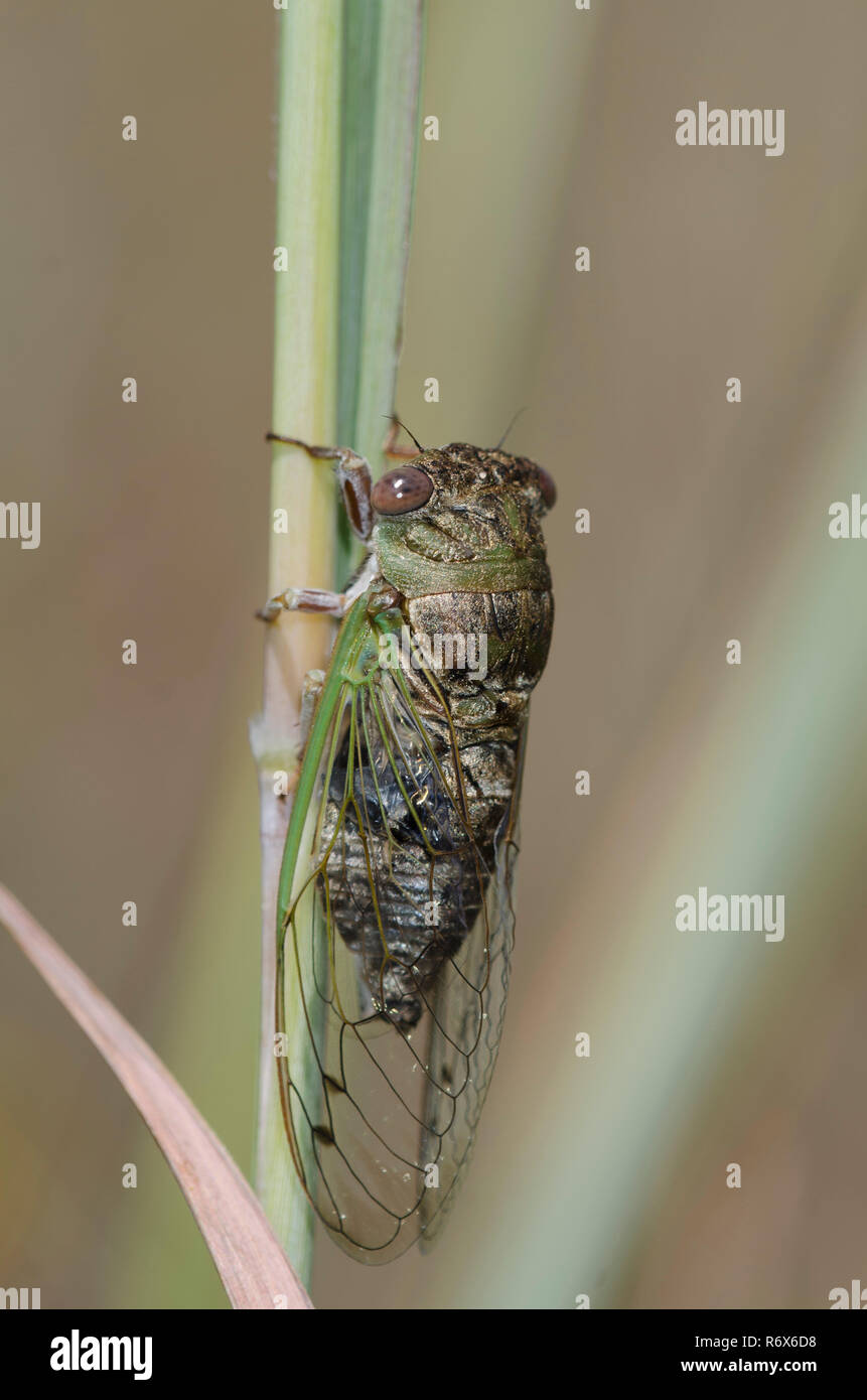 Le pianure Dog-giorno Cicala, Neotibicen auriferus Foto Stock