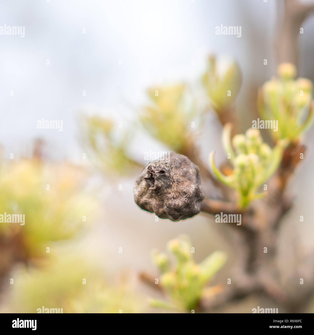 Nero frutta secca di pera rimanente sulla struttura finché inverno, non raccolto. Foto Stock