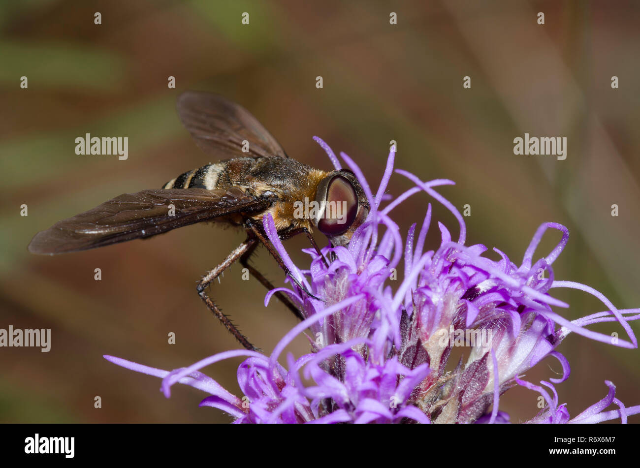 Bee Fly, Exoprosopa sp., su blazing star, Liatris sp. Foto Stock