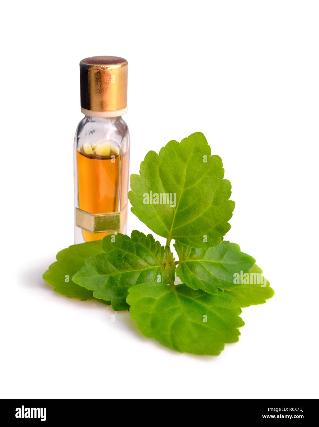 Rametto di Patchouli con olio essenziale. Isolato su sfondo bianco. Foto Stock