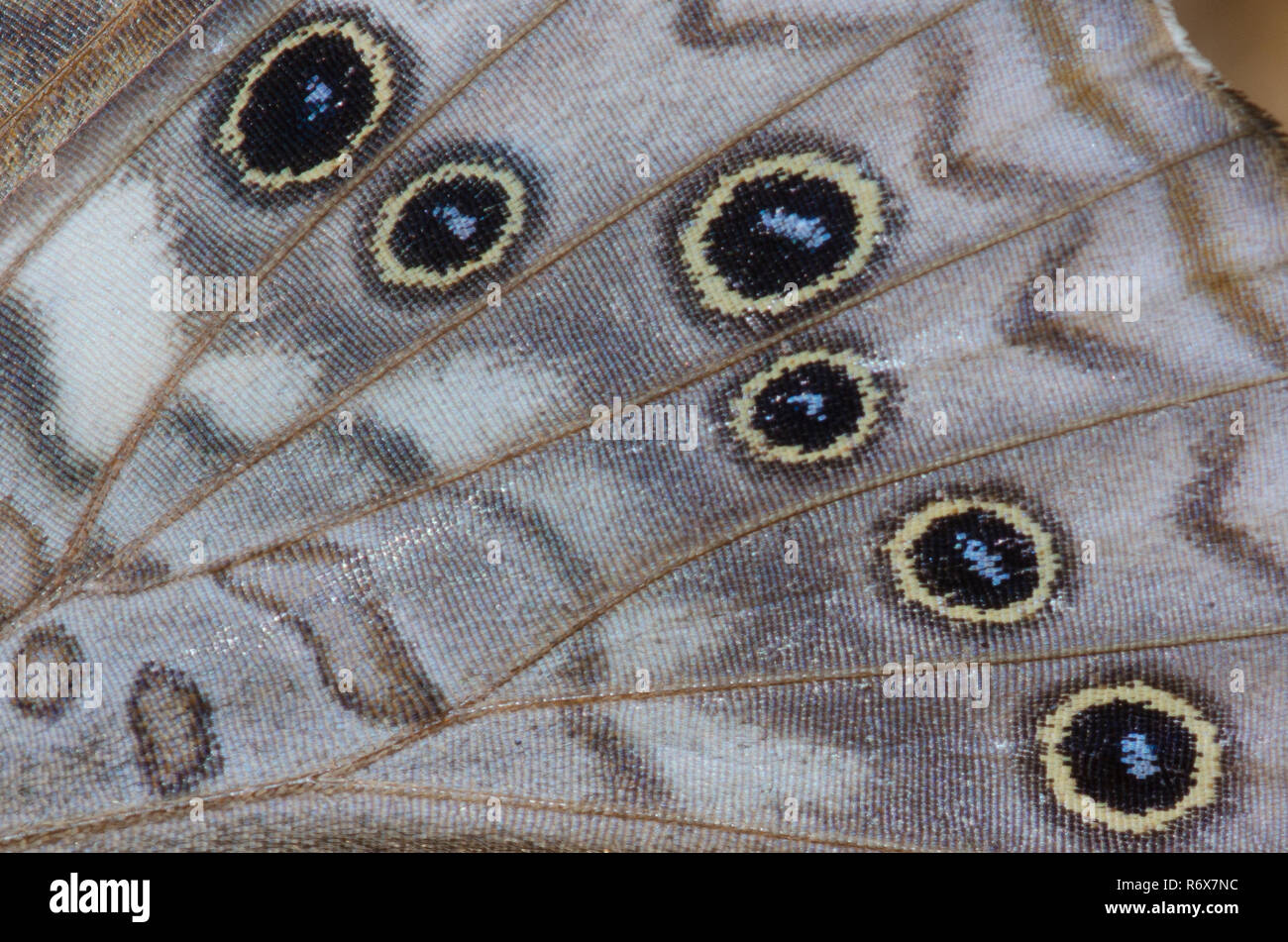 Hackberry imperatore, Asterocampa celtis, wing dettaglio Foto Stock Hackberry imperatore, Asterocampa celtis, wing dettaglio Foto Stock