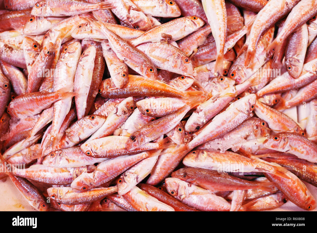 Fresco lutiano rosso pesce nel cestello nel mercato di frutti di mare. Virati al coralli viventi colore. Il colore dell'anno 2019. Foto Stock