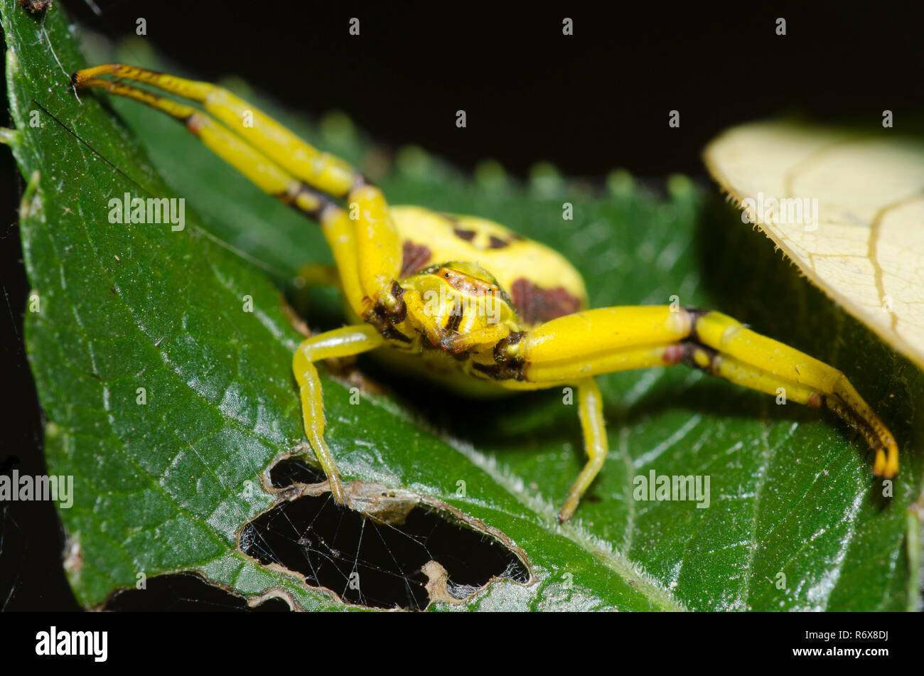 Whitebanded ragno granchio, Misumenoides formosipes Foto Stock