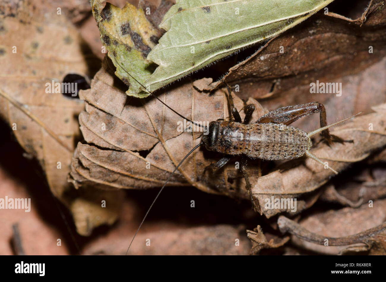 Campo da Cricket Gryllus, sp., ninfa Foto Stock