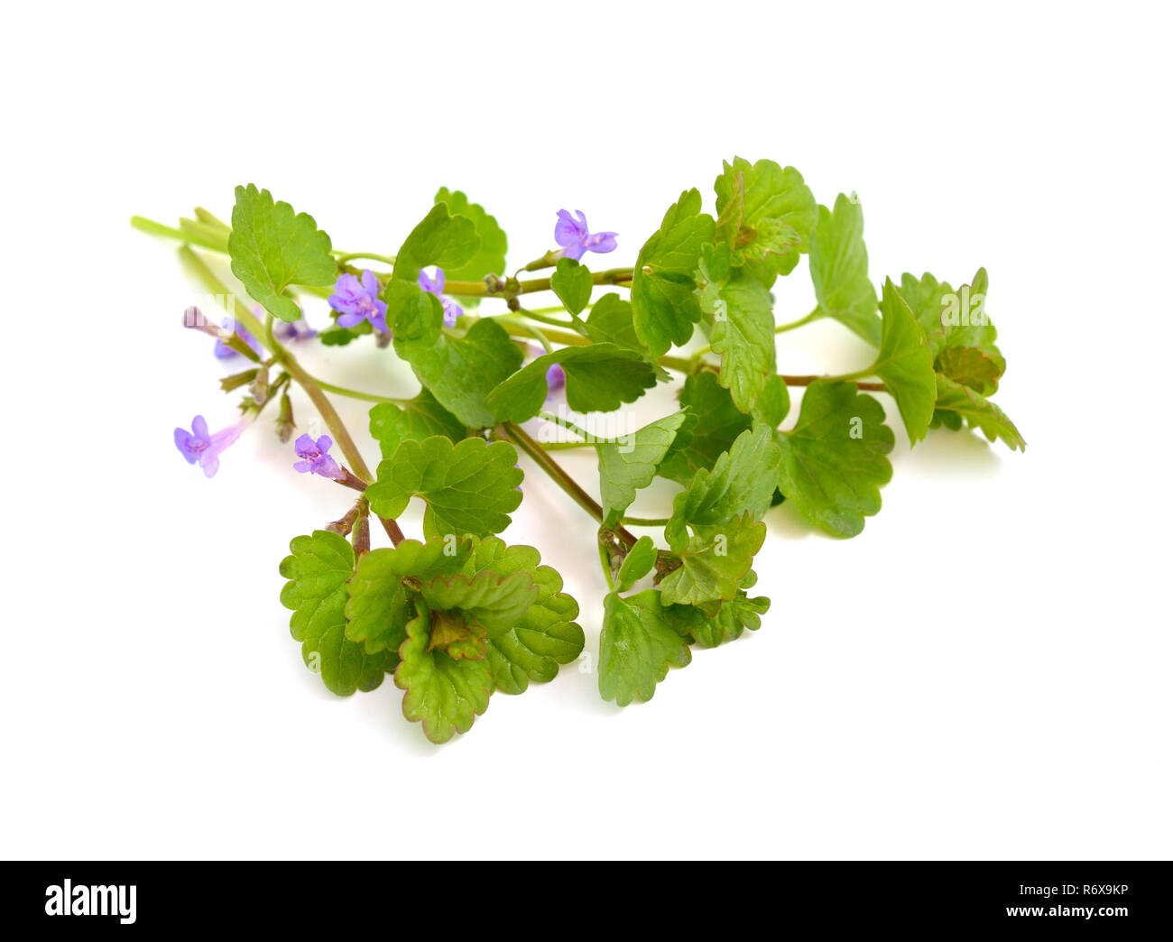 Glechoma hederacea, massa-ivy, Gill-over-la-massa, creeping charlie, alehoof, tunhoof, catsfoot, campo balsamo, run-away-robin. Foto Stock