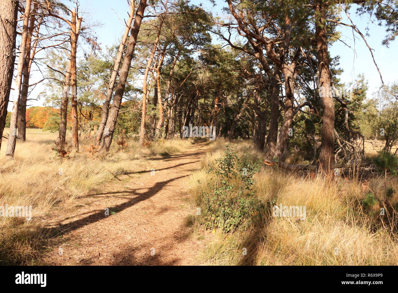 Die Strabrechtse Heide bei Heeze in Nordbrabant in Olanda Foto Stock