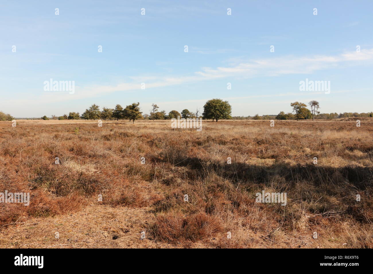 Die Strabrechtse Heide bei Heeze in Nordbrabant in Olanda Foto Stock