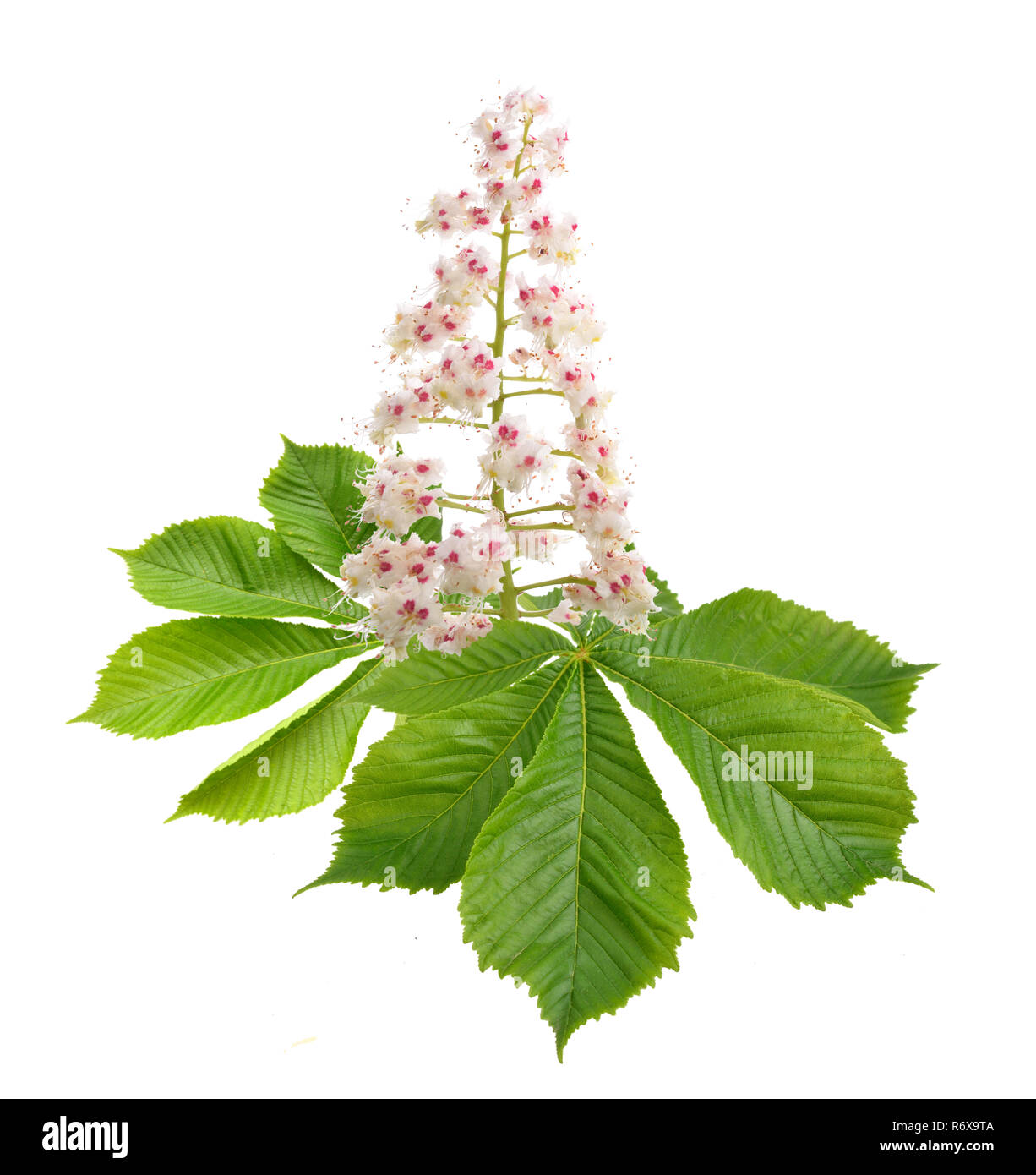 Aesculus fiore isolato su sfondo bianco. Foto Stock