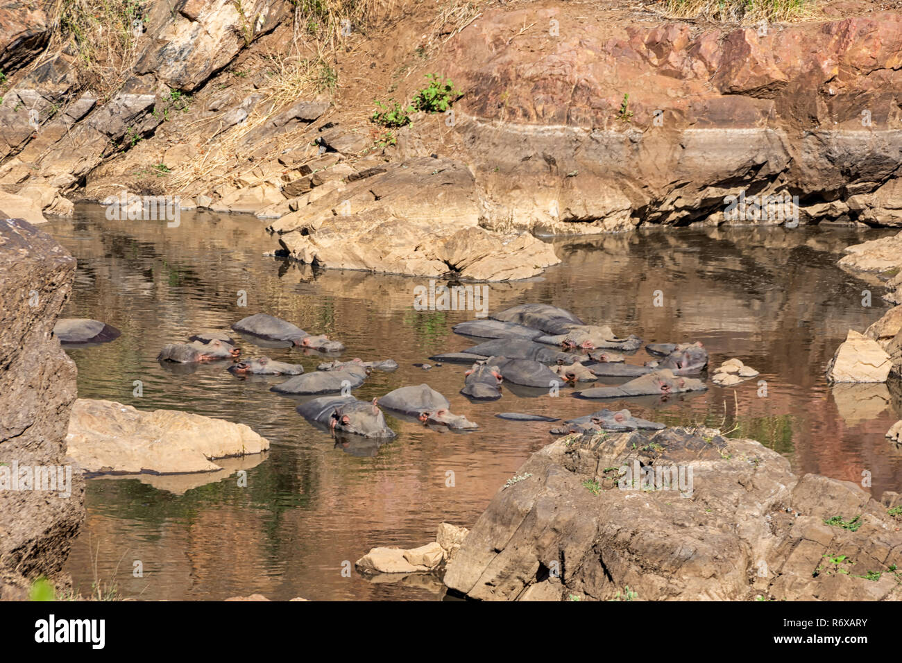 Ippopotami in un foro di irrigazione nel sud della savana africana Foto Stock