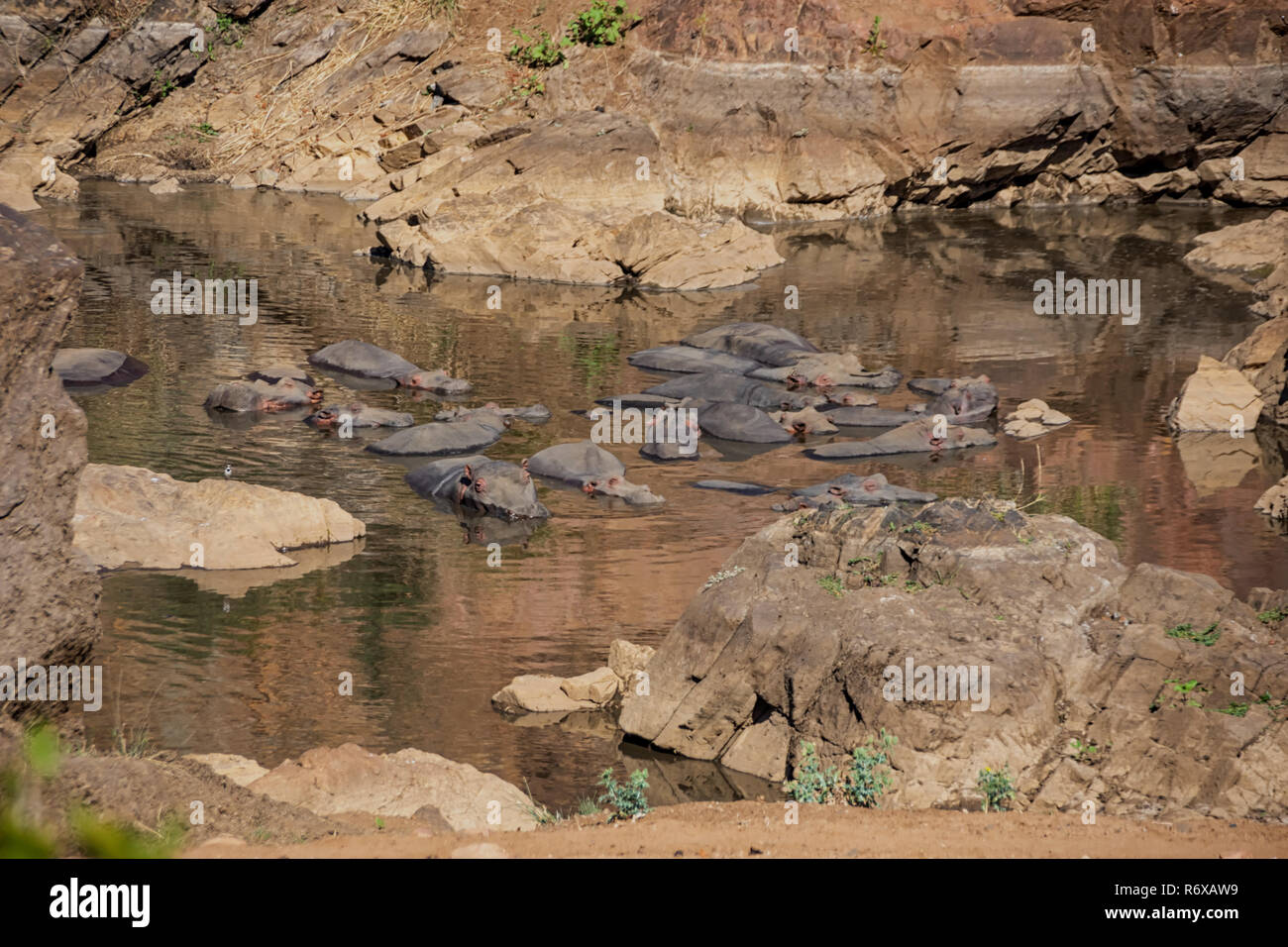 Ippopotami in un foro di irrigazione nel sud della savana africana Foto Stock