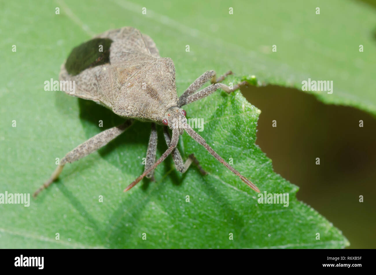 Bug a foglia, calcaratore Piezogaster Foto Stock