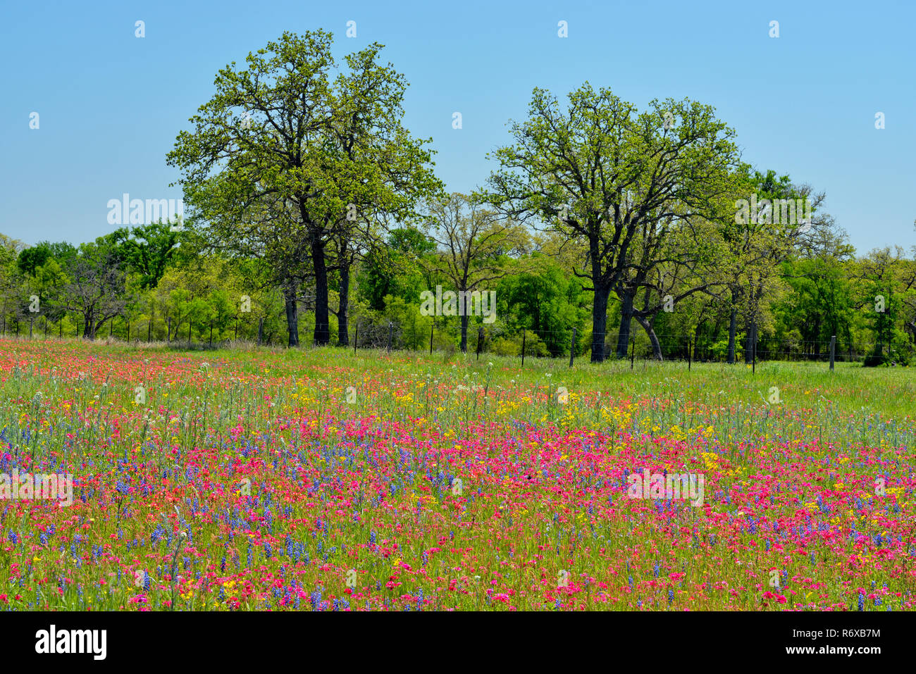 Fiori di campo stradale dotata di phlox e bluebonnets, Seguin, Texas, Stati Uniti d'America Foto Stock