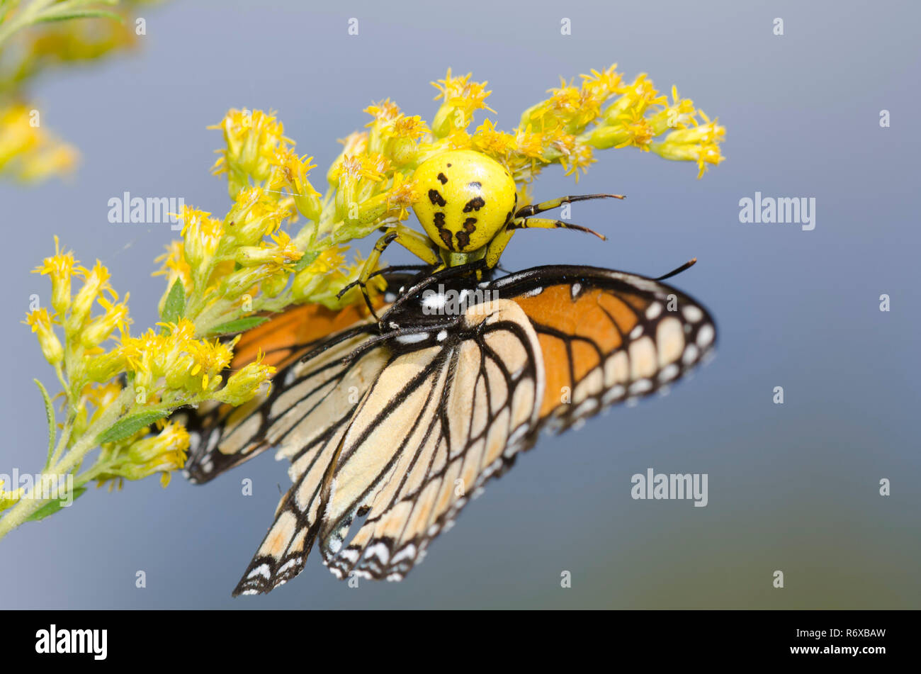 Whitebanded ragno granchio, Misumenoides formosipes, alimentando il viceré catturata, Limenitis archippus, sul Canada oro, Solidago canadensis Foto Stock