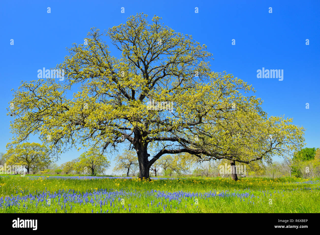 Fiori di campo stradale dotata di quercia e bluebonnets, Seguin, Texas, Stati Uniti d'America Foto Stock
