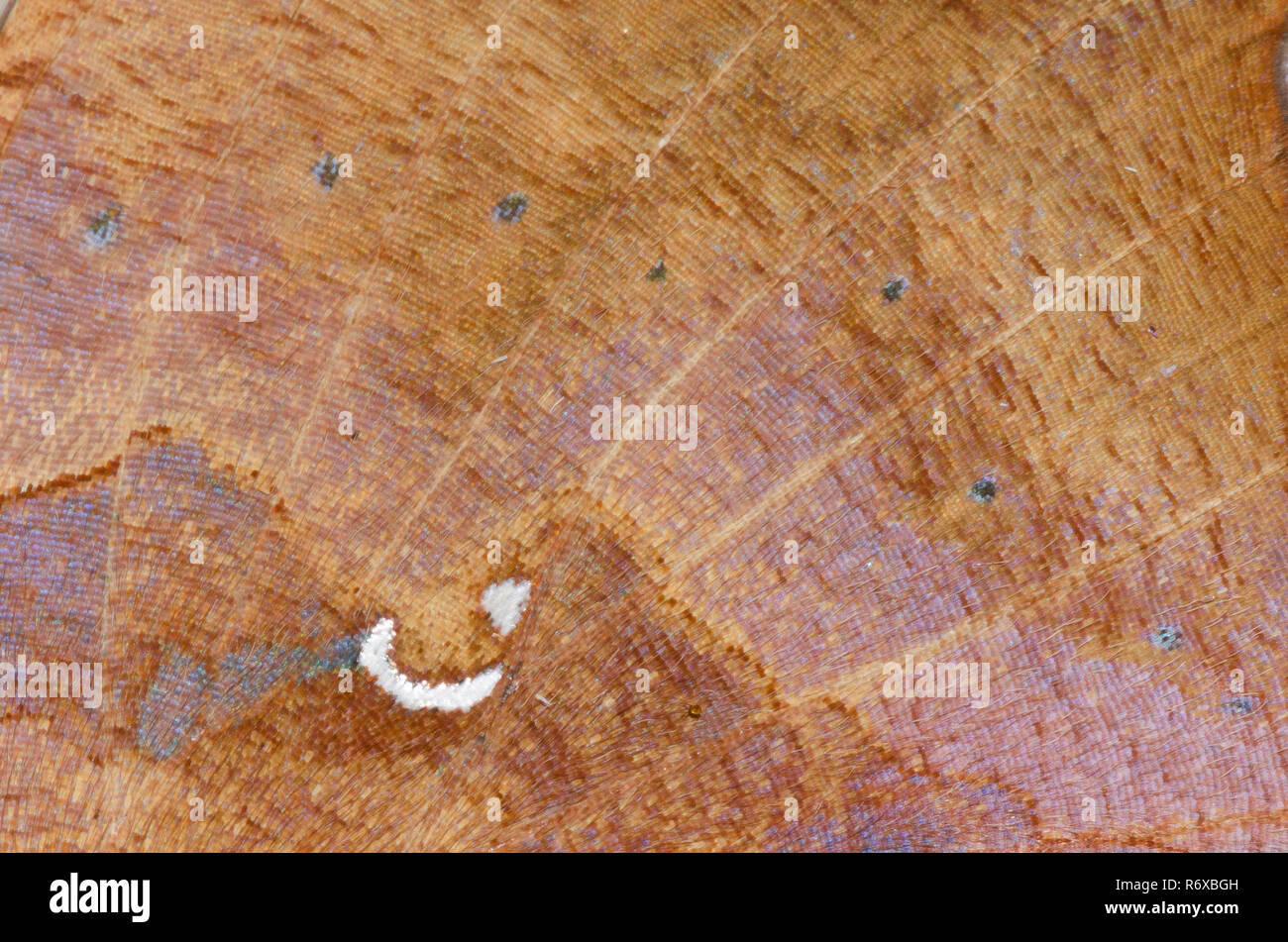 Punto interrogativo, Polygonia interrogationis, wing dettaglio Foto Stock Punto interrogativo, Polygonia interrogationis, wing dettaglio Foto Stock