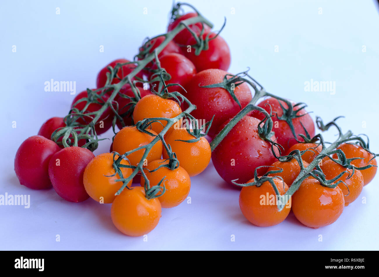 Una varietà di pomodoro in gruppo sulla vite su sfondo bianco Foto Stock