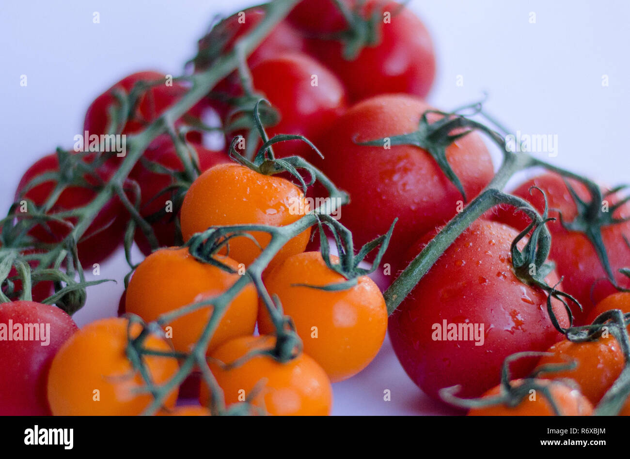 Una varietà di pomodoro in gruppo sulla vite su sfondo bianco Foto Stock