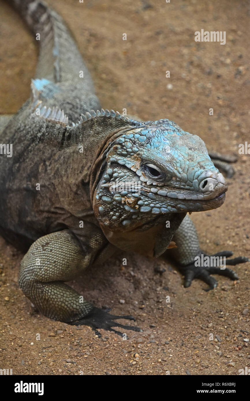 Close up ritratto di blue iguana Foto Stock