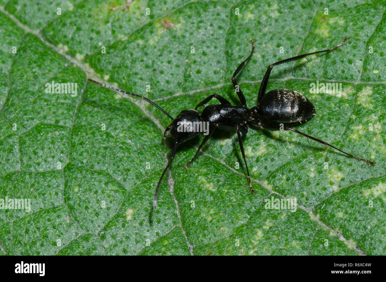 Nero orientale Carpenter Ant, Camponotus pennsylvanicus Foto Stock