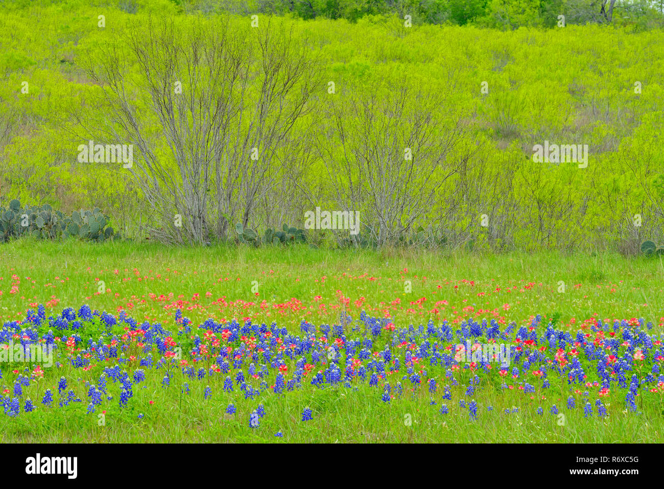 Texas fiori selvatici in fiore- bluebonnets e il pennello, Seguin, Texas, Stati Uniti d'America Foto Stock