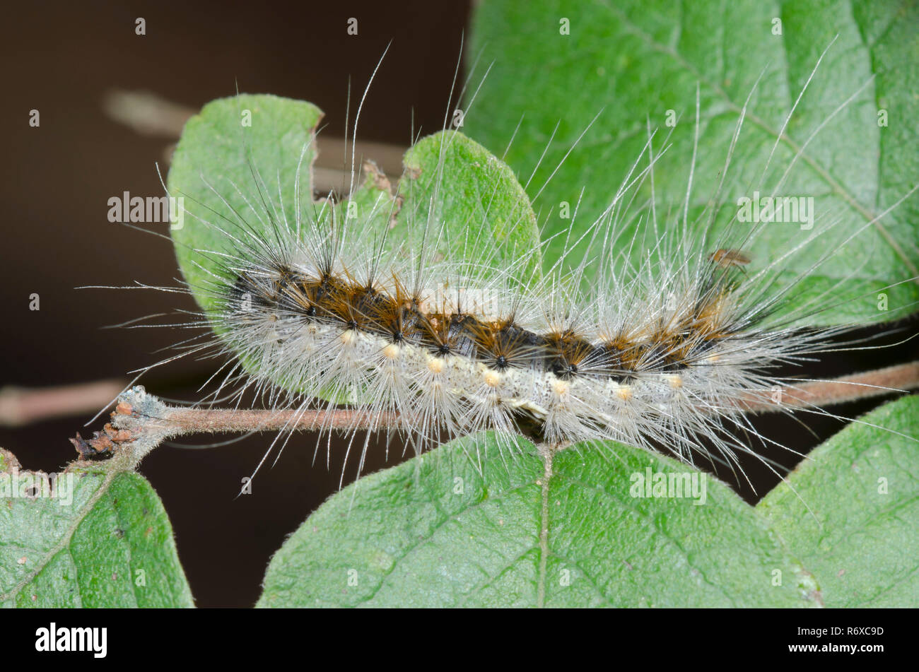 Fall Webworm Moth, Hyphantria cunea Foto Stock