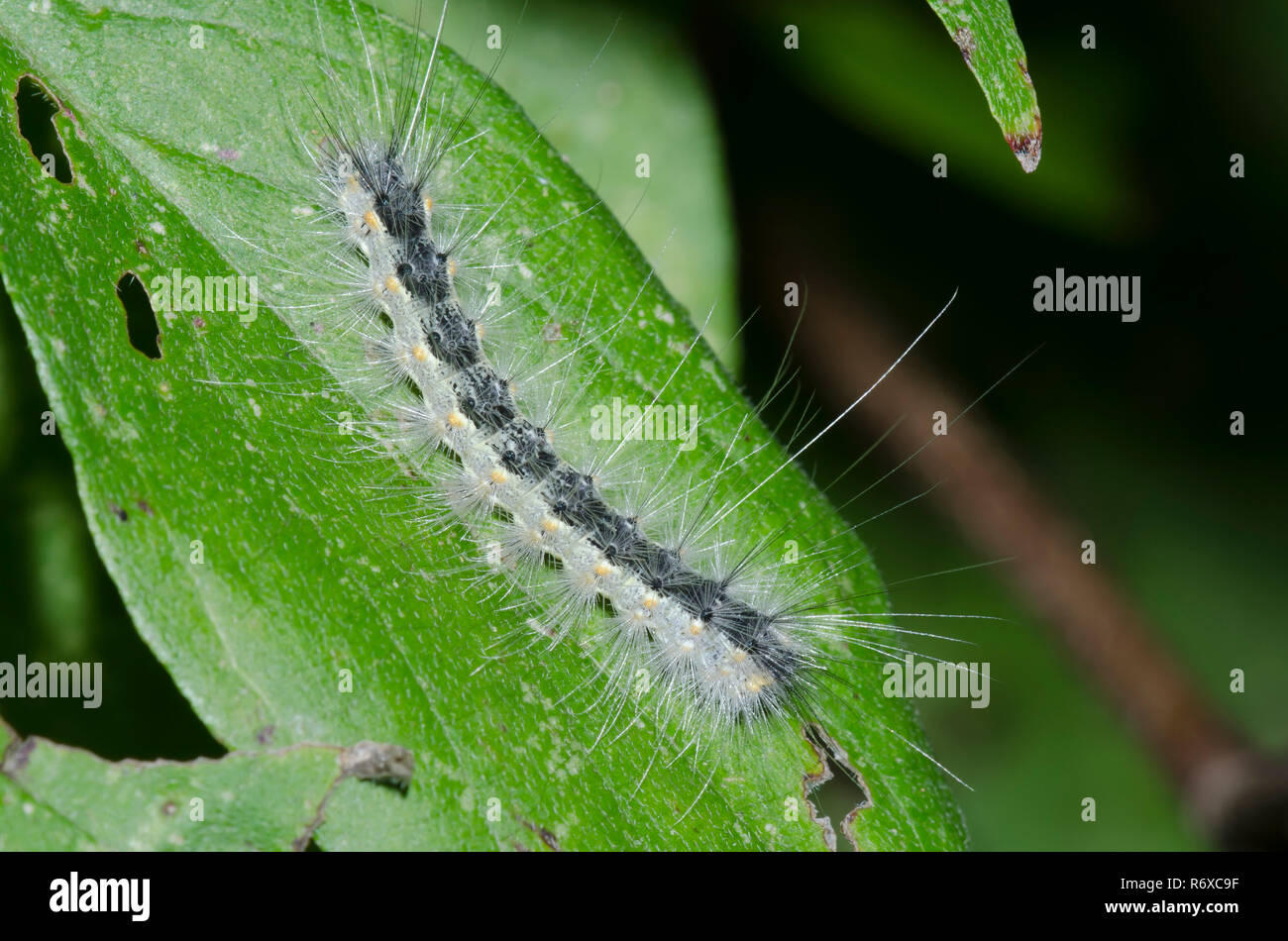 Fall Webworm Moth, Hyphantria cunea Foto Stock