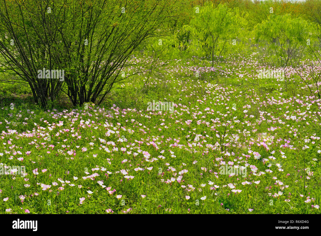 Fioritura di Evening Primerose (oenothera speciosa) con molla mesquite alberi, Kyle, Texas, Stati Uniti d'America Foto Stock