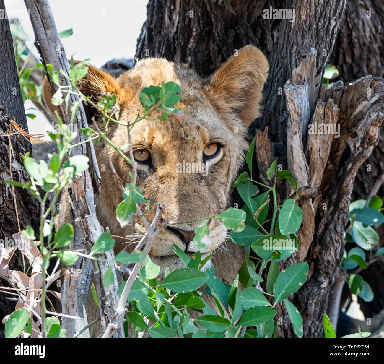 Il novellame di Lion in un albero Sud della savana africana Foto Stock