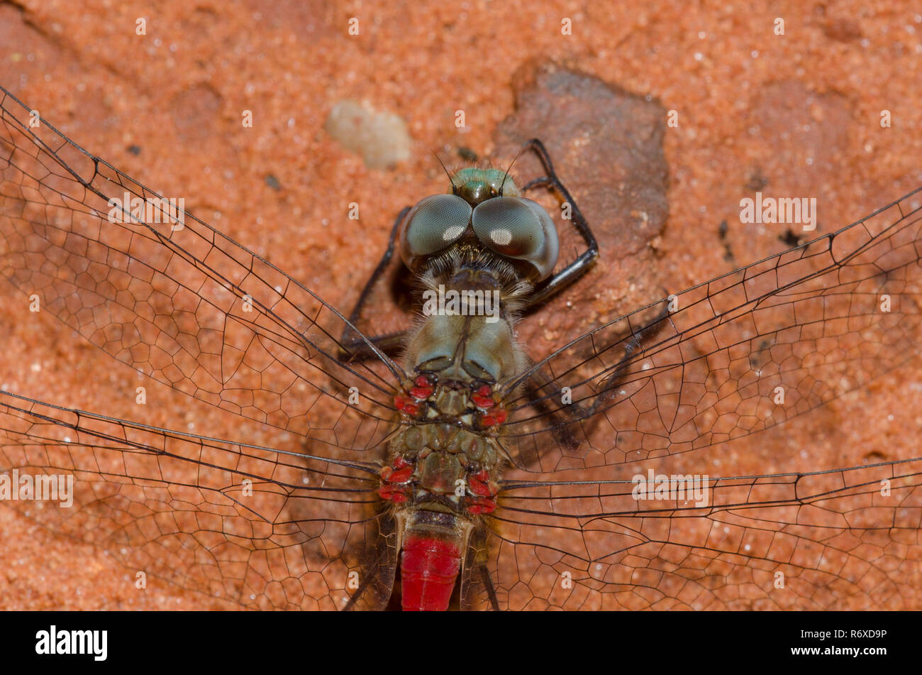 Blu-di fronte Meadowhawk, Sympetrum ambiguum Foto Stock