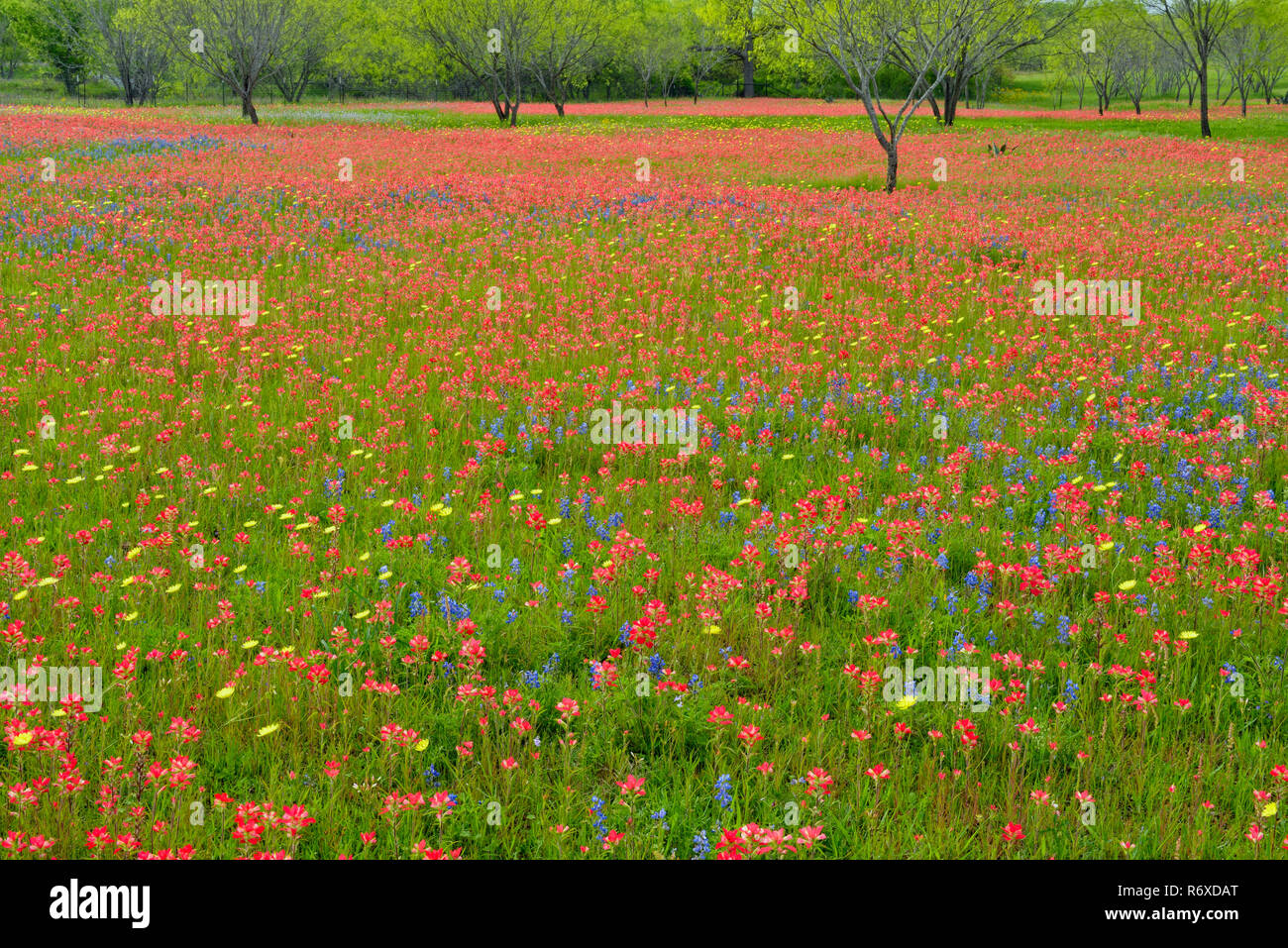 Texas fiori selvatici in fiore a motivo di una residenza di campagna, Seguin, Texas, Stati Uniti d'America Foto Stock