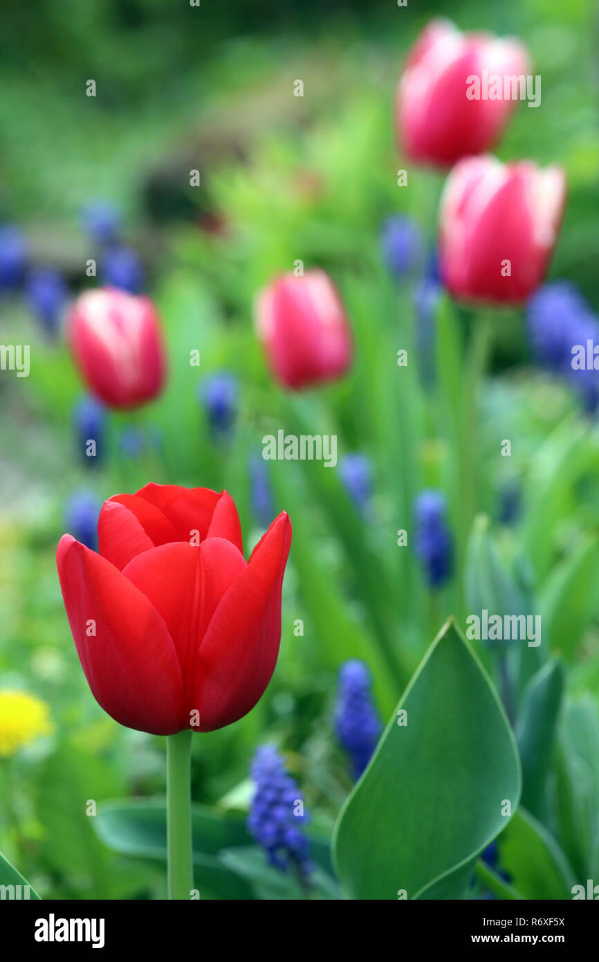 Tulipani rossi fiore nel giardino di primavera Foto Stock