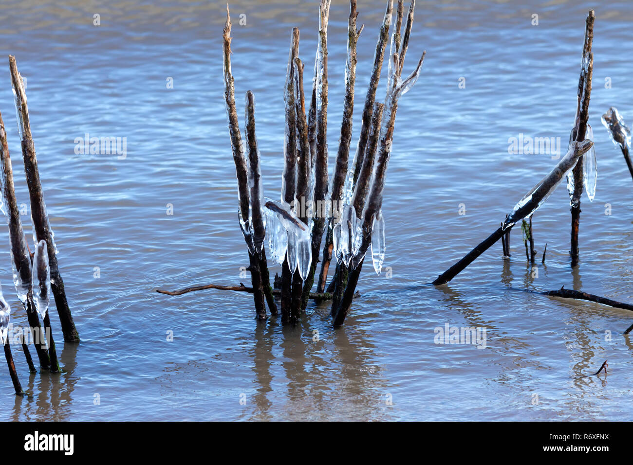 Acqua e ghiaccio sul lago Michigan per creare bellissime ghiaccioli sulla vegetazione costiera. Foto Stock
