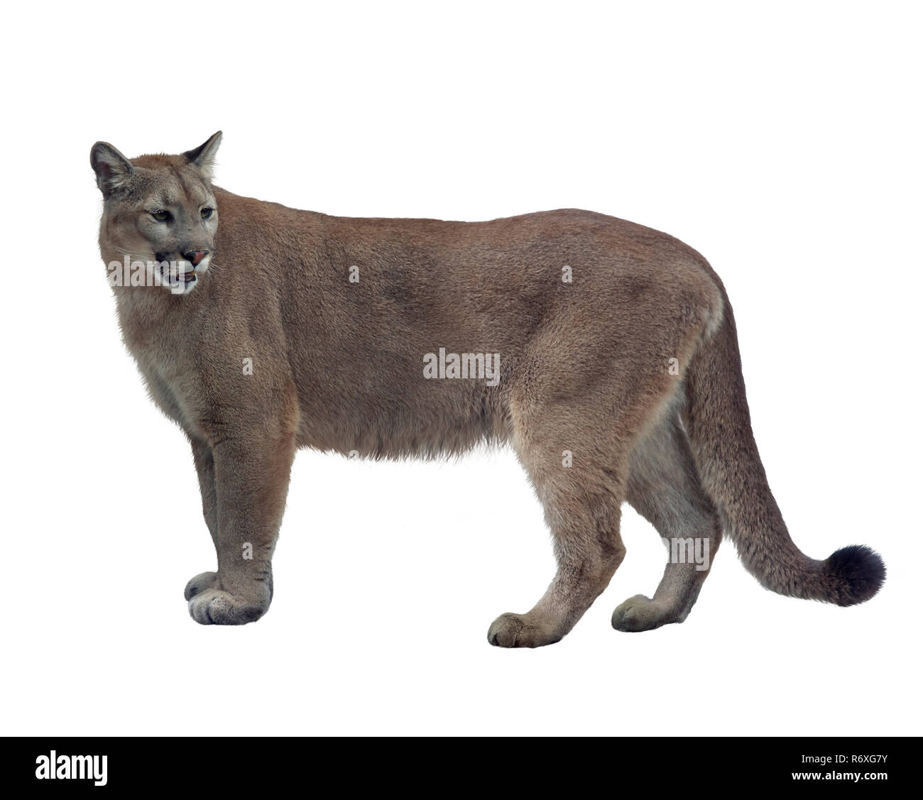 Florida panther o cougar Foto Stock