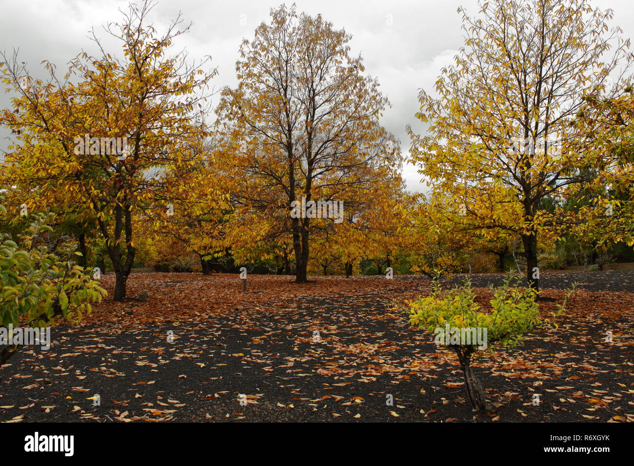 Bosque en otoño. Bosco in autunno Foto Stock