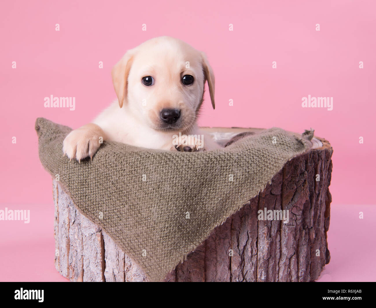 Cucciolo di labrador Foto Stock