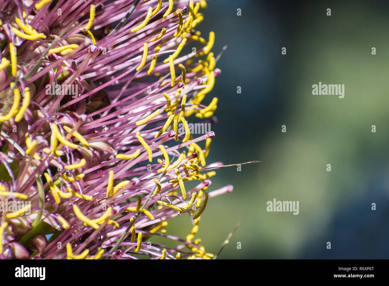 Close up di coloratissimi fiori di Agave, California Foto Stock